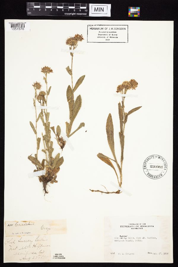 Symphyotrichum cusickii image