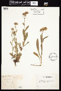 Media resource of Symphyotrichum cusickii