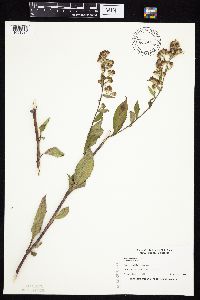 Symphyotrichum drummondii image