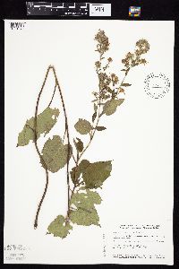 Symphyotrichum drummondii image