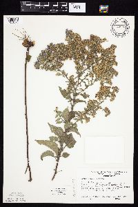 Symphyotrichum drummondii image