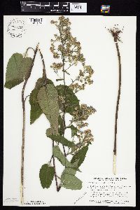 Symphyotrichum drummondii image