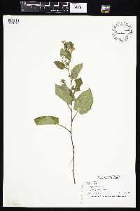 Symphyotrichum drummondii image