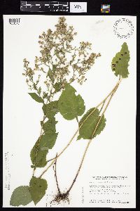 Symphyotrichum drummondii image