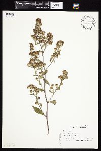 Symphyotrichum drummondii image