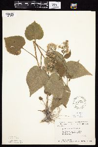 Symphyotrichum drummondii image