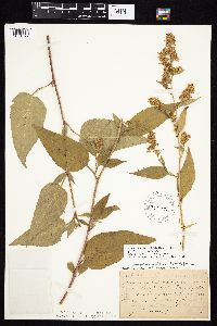 Symphyotrichum drummondii image