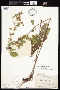 Symphyotrichum drummondii image