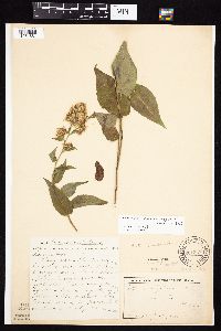 Symphyotrichum drummondii image