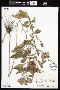 Symphyotrichum drummondii image