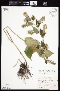 Symphyotrichum drummondii image