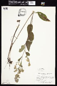 Symphyotrichum drummondii image