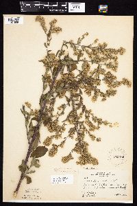 Symphyotrichum drummondii image