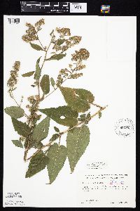 Symphyotrichum drummondii image