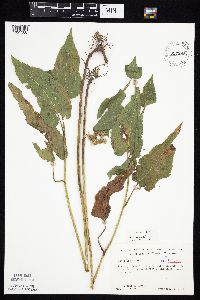 Symphyotrichum drummondii image