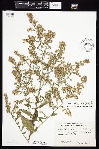 Symphyotrichum drummondii image