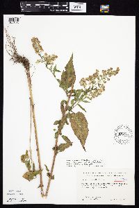 Symphyotrichum drummondii image