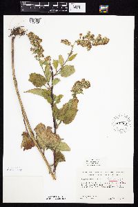 Symphyotrichum drummondii image