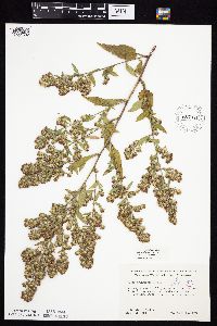 Symphyotrichum drummondii image