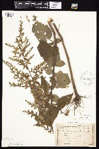 Symphyotrichum drummondii image