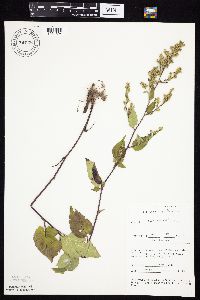 Symphyotrichum drummondii image