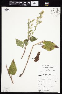 Symphyotrichum drummondii image