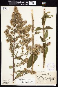 Symphyotrichum drummondii image