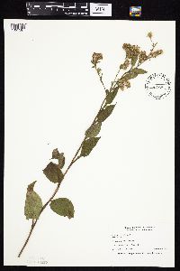 Symphyotrichum drummondii image