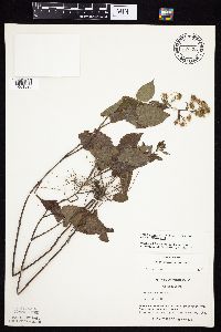 Symphyotrichum drummondii image