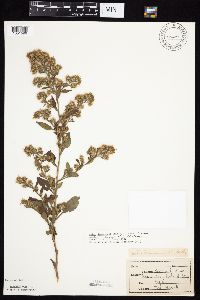 Symphyotrichum drummondii image