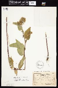 Symphyotrichum drummondii image