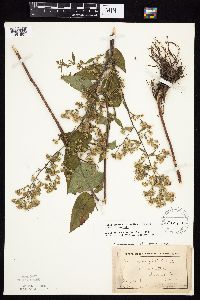 Symphyotrichum drummondii image