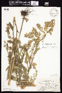 Symphyotrichum drummondii image