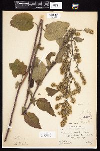 Symphyotrichum drummondii image