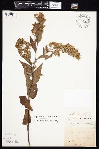 Symphyotrichum drummondii image