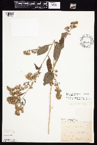 Symphyotrichum drummondii image