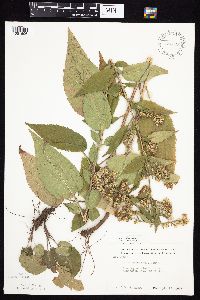 Symphyotrichum drummondii image