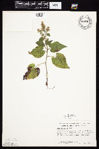 Symphyotrichum drummondii image