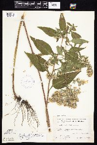 Symphyotrichum drummondii image