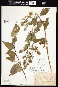 Symphyotrichum drummondii image