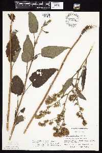 Symphyotrichum drummondii image