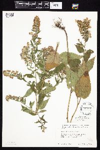 Symphyotrichum drummondii image