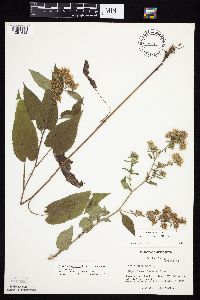 Symphyotrichum drummondii image