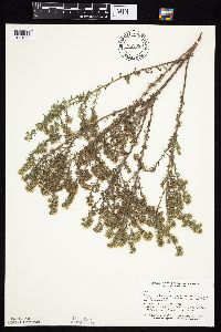 Symphyotrichum ericoides image