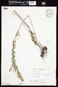 Symphyotrichum ericoides image