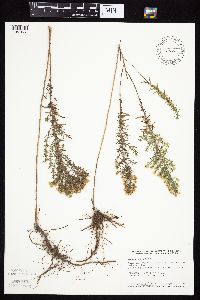 Symphyotrichum ericoides image