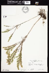 Symphyotrichum ericoides image