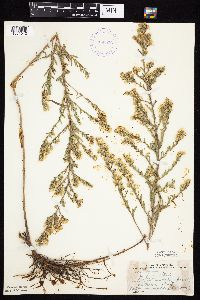 Symphyotrichum ericoides image