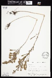 Symphyotrichum ericoides image