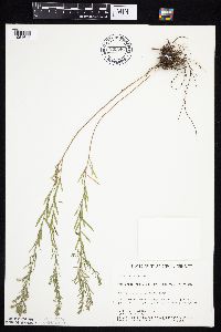 Symphyotrichum ericoides image